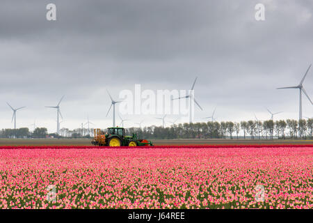 Un trattore in un olandese tulip campo tagliando i tulipani dopo la fioritura con la moderna windturbines in background Foto Stock