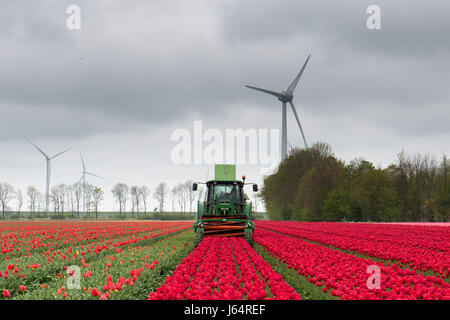 Un trattore in un olandese tulip campo tagliando i tulipani dopo la fioritura con la moderna windturbines in background Foto Stock