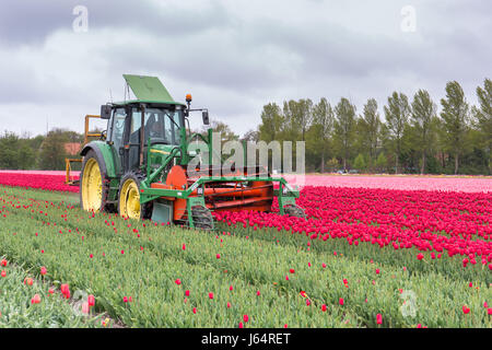 Un trattore in un olandese tulip campo tagliando i tulipani dopo la fioritura Foto Stock