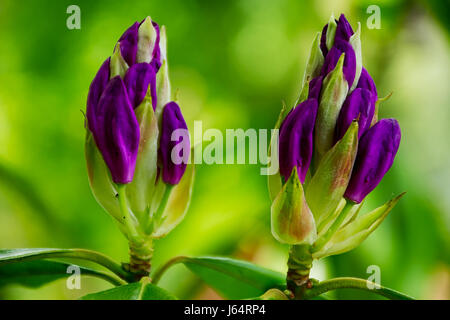 Viola boccioli di rododendro.Primavera Uk.natura,Uk.primavera sbocciano i fiori.Violetta boccioli di fiori.Welcome spring.Blossom Uk.primavera sbocciano i fiori,Uk.British molla. Foto Stock