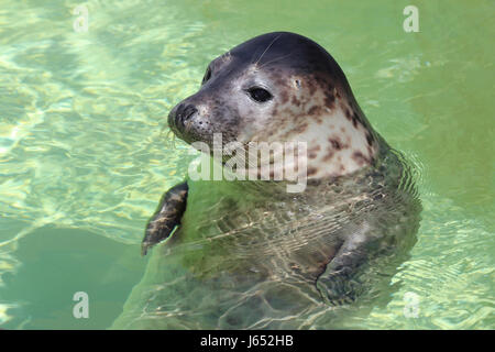 Salvato guarnizione grigio Foto Stock