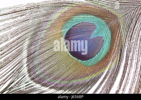 Animali uccelli bird Pavone Pavone feather feather blue macro close-up macro Foto Stock