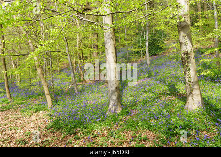 In Bluebells Houghall boschi, Durham, England, Regno Unito Foto Stock