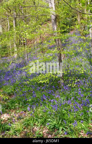 In Bluebells Houghall boschi, Durham, England, Regno Unito Foto Stock