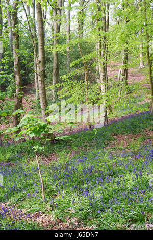 In Bluebells Houghall boschi, Durham, England, Regno Unito Foto Stock