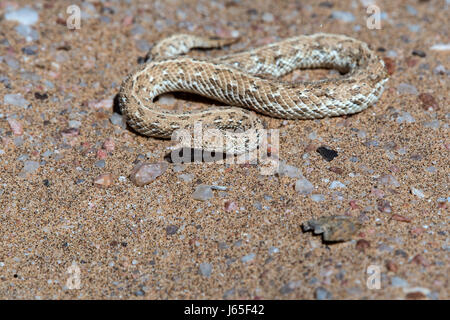 Vipera della sabbia (Bitis peringueyi), Peringuey il sommatore Foto Stock