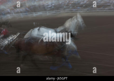 Movimento sfocate di chuckwagon racing all annuale Calgary Stampede, Calgary, Alberta, Canada Foto Stock