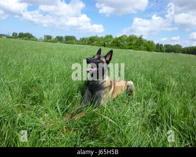 Pastore belga malinois cane Foto Stock