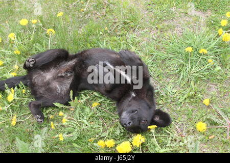 Bellissimo cucciolo nero sui laici il lea di fiore fiori di dente di leone Foto Stock