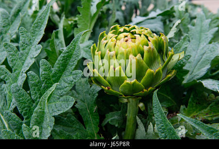 Carciofo organico crescono nel giardino vegetale Foto Stock