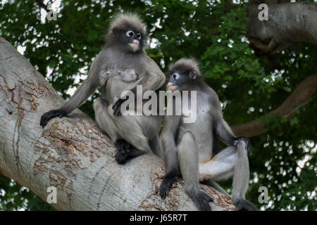 Dusky leaf monkey, Dusky langur, Spectacled langur in Prachuap Khiri Khan,Thailandia Foto Stock