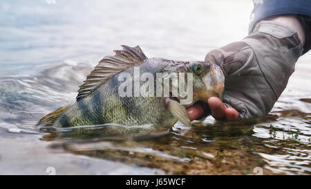 La pesca, persico sul gancio. Foto Stock