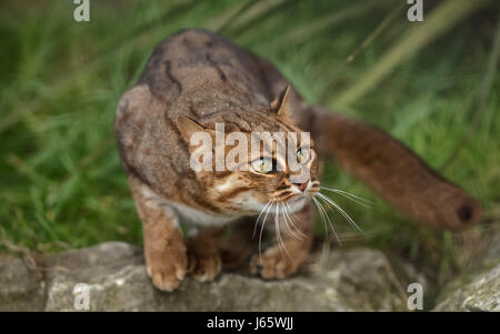 Rusty Spotted Cat Foto Stock