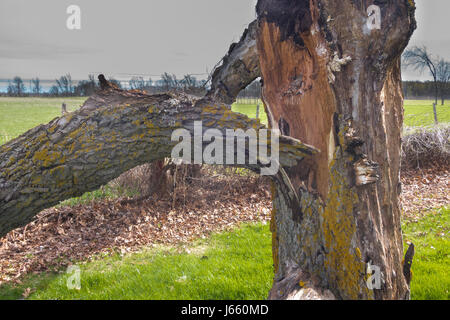 Danno di fulmine su un albero di noce con split fronda e tronco caduto in agriturismo Foto Stock