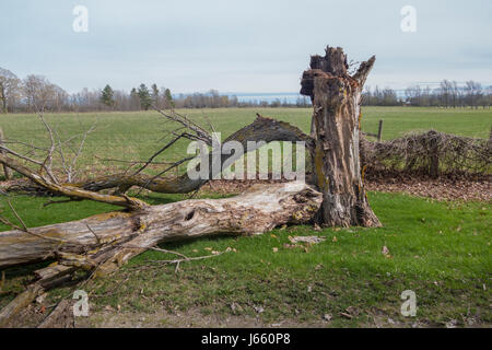 Danni di alleggerimento su un albero di noce con split fronda e tronco caduto in agriturismo Foto Stock