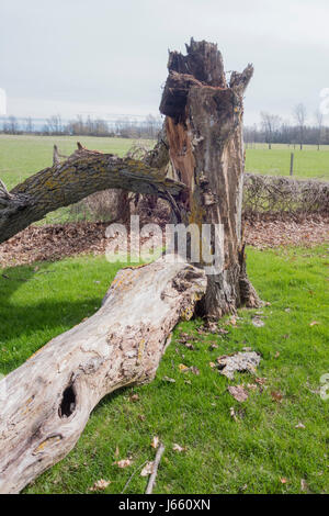 Danni di alleggerimento su un albero di noce con split fronda e tronco caduto in agriturismo Foto Stock