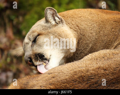 Un Puma governare il suo corpo con la sua linguetta in Colorado. Foto Stock
