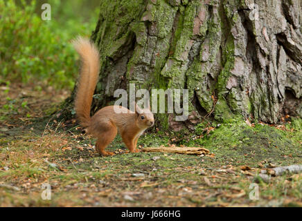 Scoiattolo rosso Sciurus vulgaris, singolo adulto in piedi alla base dell'albero. La Scozia, Regno Unito Foto Stock