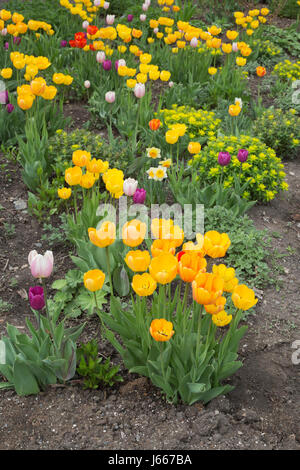 Tulip garden in Prince Island Park Foto Stock