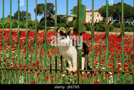 Il gatto domestico, tuxedo in bianco e nero, in piedi su un vecchio cancello arrugginito davanti a un prato con la fioritura di papavero Foto Stock