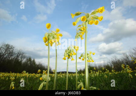 Cowslips (primula veris) fioritura in un prato inglese, su un luminoso giorno di sole a metà primavera, Derbyshire, East Midlands, Regno Unito Foto Stock