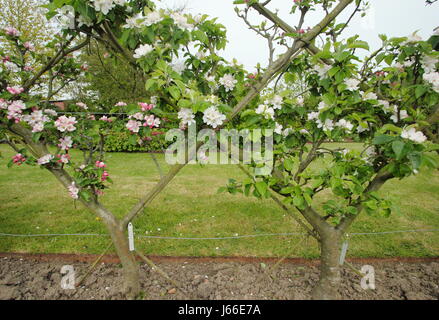 Blossom su alberi di mele (malus) addestrati nella 'Recinto belga' spalliera la formazione di pattern di diamante, nel frutteto di un giardino inglese Foto Stock