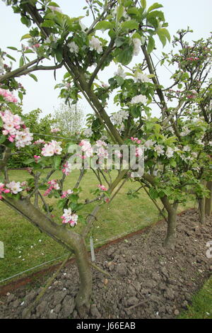 Blossom su alberi di mele (malus) addestrati nella 'Recinto belga' spalliera la formazione di pattern di diamante, nel frutteto di un giardino inglese Foto Stock