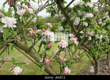 Blossom su alberi di mele (malus) addestrati nella 'Recinto belga' spalliera la formazione di pattern di diamante, nel frutteto di un giardino inglese Foto Stock