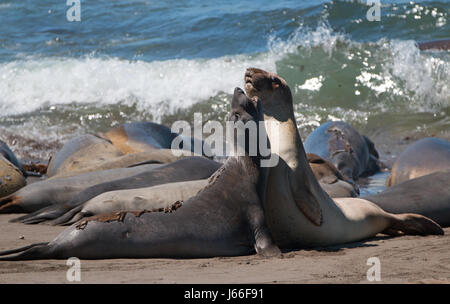 Northern foche elefanti combattimenti nel Pacifico a PIEDRAS BLANCAS Elephant colonia di foche sulla costa centrale della California USA Foto Stock