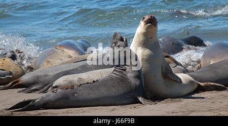 Northern foche elefanti combattimenti nel Pacifico a PIEDRAS BLANCAS Elephant colonia di foche sulla costa centrale della California USA Foto Stock