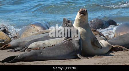 Northern foche elefanti combattimenti nel Pacifico a PIEDRAS BLANCAS Elephant colonia di foche sulla costa centrale della California USA Foto Stock