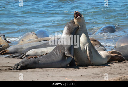 Northern foche elefanti combattimenti nel Pacifico a PIEDRAS BLANCAS Elephant colonia di foche sulla costa centrale della California USA Foto Stock