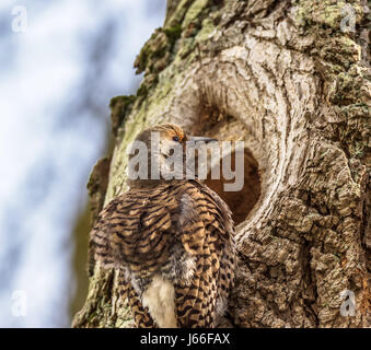 Una femmina di Northern Flicker, o rosso scopare Flicker, lavora sulla costruzione casa per la sua famiglia è di nuovo posto vicino a Stanley Park a Vancouver BC. Foto Stock