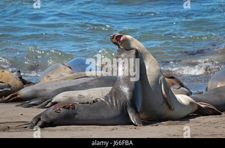 Northern foche elefanti combattimenti nel Pacifico a PIEDRAS BLANCAS Elephant colonia di foche sulla costa centrale della California USA Foto Stock