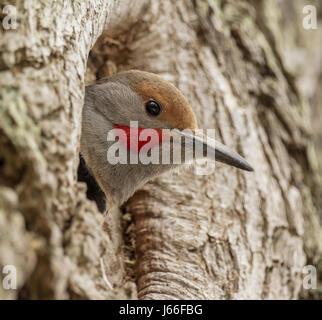 Un maschio di sfarfallio del Nord o rosso scopare Flicker, che spuntavano dal suo creato di recente home in Vancouver, BC. Foto Stock