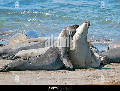 Northern foche elefanti combattimenti nel Pacifico a PIEDRAS BLANCAS Elephant colonia di foche sulla costa centrale della California USA Foto Stock