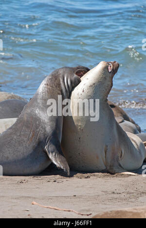 Northern foche elefanti combattimenti nel Pacifico a PIEDRAS BLANCAS Elephant colonia di foche sulla costa centrale della California USA Foto Stock