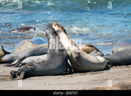 Northern foche elefanti combattimenti nel Pacifico a PIEDRAS BLANCAS Elephant colonia di foche sulla costa centrale della California USA Foto Stock