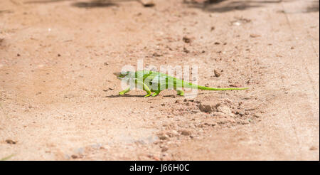 L'endemico & minacciato Usambara due-cornuto Camaleonte (Kinyongia multituberculata) in Tanzania occidentale Foto Stock