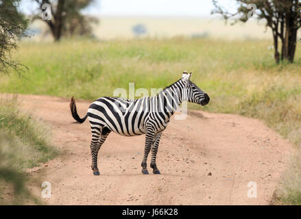 Una pianura Zebra stallone ignaro egli è in mezzo alla strada nel Serengeti. Foto Stock