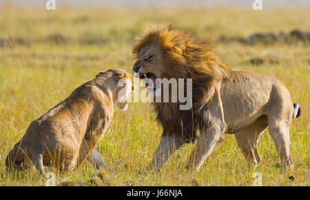 Incontrare il leone e la leonessa nella savana. Parco nazionale. Kenya. Tanzania. Masai Mara. Serengeti. Foto Stock