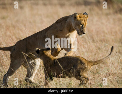 Lioness e i suoi cuccioli giocano l'uno con l'altro a savannah. Parco nazionale. Kenya. Tanzania. Masai Mara. Serengeti. Foto Stock