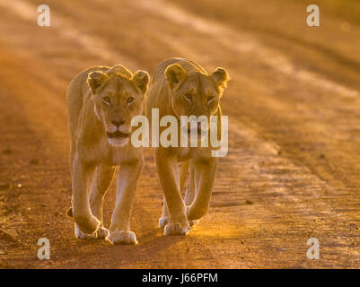 Due leonesse camminano lungo la strada nel parco nazionale. Kenya. Tanzania. Maasai Mara. Serengeti. Foto Stock