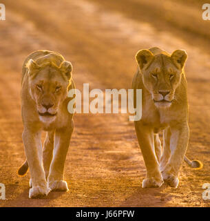 Due leonesse camminano lungo la strada nel parco nazionale. Kenya. Tanzania. Maasai Mara. Serengeti. Foto Stock