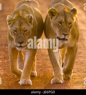 Due leonesse camminano lungo la strada nel parco nazionale. Kenya. Tanzania. Maasai Mara. Serengeti. Foto Stock