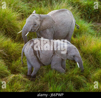 Due elefanti a Savannah. Africa. Kenya. Tanzania. Serengeti. Maasai Mara. Foto Stock