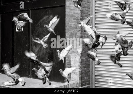 Immagine in bianco e nero di un gregge di soprassalto piccioni di prendere il volo contro una lamiera ondulata otturatore e un muro di mattoni, London, Regno Unito Foto Stock