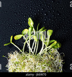 Mista organico micro verdi su sfondo nero con gocce d'acqua. Girasole freschi e mucchio di erba medica micro germogli verdi per un sano vegan la cottura del cibo. Cibo sano e concetto di dieta. Tagliare microgreens, vista dall'alto Foto Stock