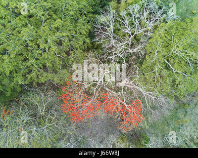 Red leafs albero nella foresta verde vista aerea di cui sopra. Drone fotografia naturalistica Foto Stock