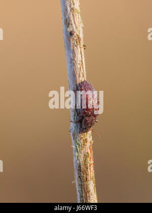 Una coperta di rugiada Darkling Beetle (Epitragodes tomentosus) posatoi sulla sua notte roost su un impianto di stelo di mattina presto. Foto Stock